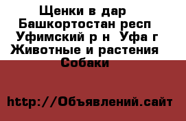 Щенки в дар. - Башкортостан респ., Уфимский р-н, Уфа г. Животные и растения » Собаки   